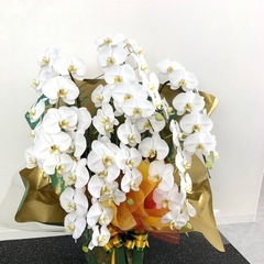 【大特価】お祝い花5個！！胡蝶蘭など