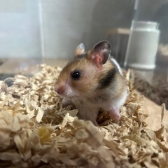 ゴールデンハムスター