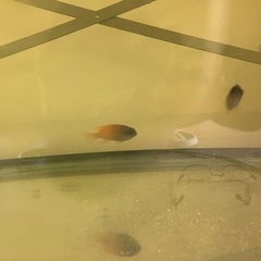 海水魚　熱帯魚　カニ　エビ　海藻の画像