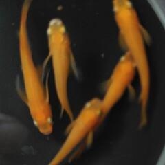 📣　楊貴妃 鰭長 メダカ　5匹の画像