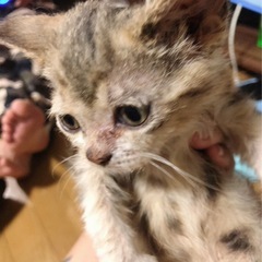 子猫ちゃん 2匹（お問い合わせ多数の為停止中）