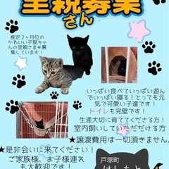 2か月〜の保護猫ちゃんの里親さま募集！