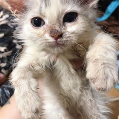 子猫ちゃん 5匹（お問い合わせ多数の為停止中）