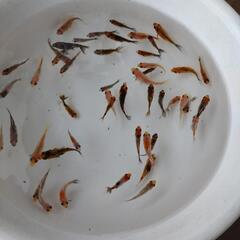 金魚