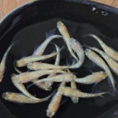 📣　値下げ　シャンパン ゴールド ラメ   6匹