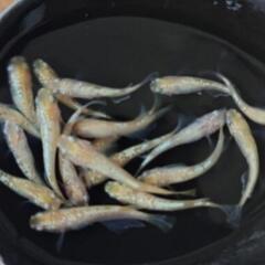 📣　値下げ　シャンパン ゴールド ラメ   6匹の画像