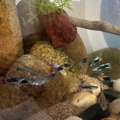 グッピーの稚魚15匹の画像
