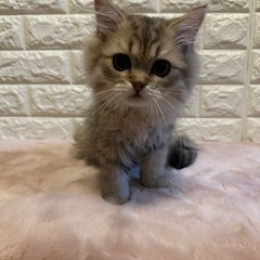 ペルシャの男の子です🐱  68,000円〜♪