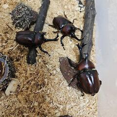 カブトムシの画像