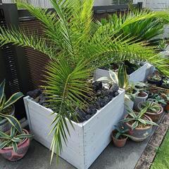 カナリーヤシの画像