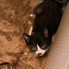 子猫　オス　雄　ハチワレ　はちわれ　黒