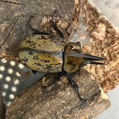 ティティウスシロカブト2025-3の画像