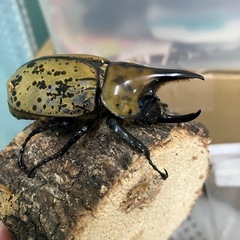 ティティウスシロカブト2025-3の画像