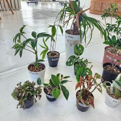 【処分物】植物　14点　の画像