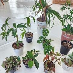 【処分物】植物　14点　の画像