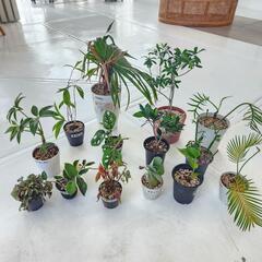 【処分物】植物　14点　
