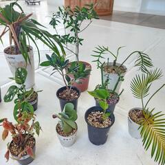 【処分物】植物　14点　の画像