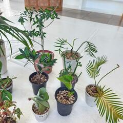 【処分物】植物　14点　の画像