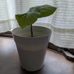 ウンベラータ（観葉植物） 5号鉢　高さ25cm