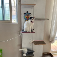 キャットタワー