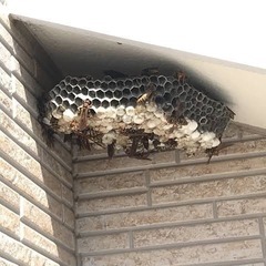 in.栃木県❗️🐝蜂の巣駆除🐝ハチ退治❗️ハチ駆除❗️ハチ…