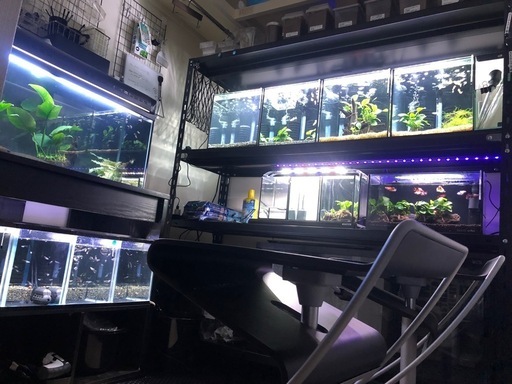 コトブキ30センチキューブ水槽4台