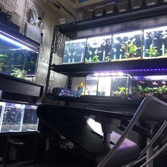 コトブキ30センチキューブ水槽4台