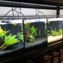 コトブキ30センチキューブ水槽4台の画像