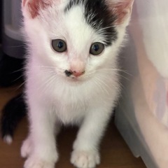 しろくろちゃん