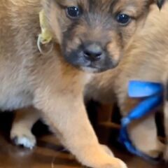 コロコロ可愛い子犬の『ホップ』ちゃん