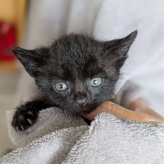 (お話中)黒猫　
