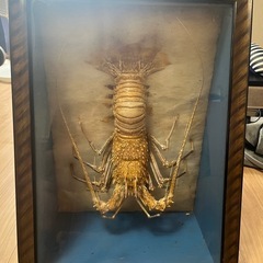 伊勢海老　剥製　標本　ガラスケース入り
