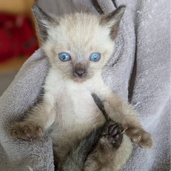 シャム猫ちゃん
