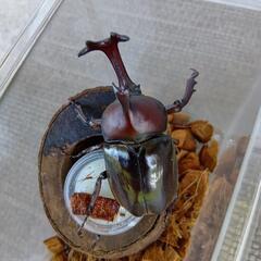 カブトムシ　成虫♂♀ペア【大型　80mm前後】