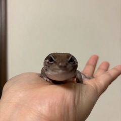 はちゅ仲間募集👯‍♀️