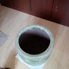 観葉植物　多肉植物　飾り鉢の画像