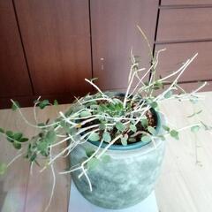 観葉植物　多肉植物　飾り鉢