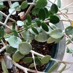 観葉植物　多肉植物　飾り鉢の画像