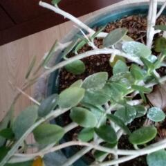 観葉植物　多肉植物　飾り鉢の画像
