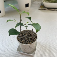 ベンジャミン挿し穂　根出し済