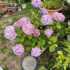 紫陽花　鉢物の画像
