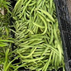 インゲン　-法人向けの画像