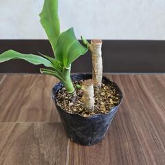 〖観葉植物〗幸福の木③