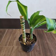 〖観葉植物〗幸福の木①