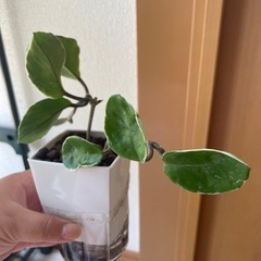 ホヤ　リップカラー　挿し穂　根出し済の画像