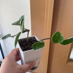 ホヤ　リップカラー　挿し穂　根出し済