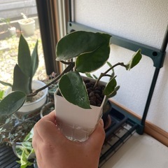 ホヤ　リップカラー　挿し穂　根出し済の画像