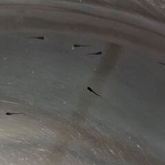 メダカ　オロチ針子の画像