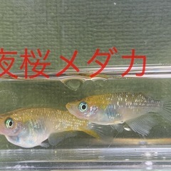 １３匹５００円　夜桜メダカ　めだか　稚魚の画像