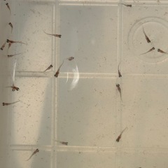 １３匹５００円　夜桜メダカ　めだか　稚魚の画像